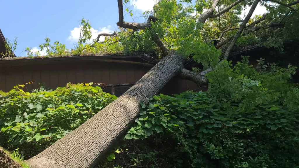 tree-fallen-on-roof-of-home-gibsonia-pa